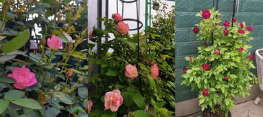 月季香飘万里 南阳携手田园刘娟共创美好未来