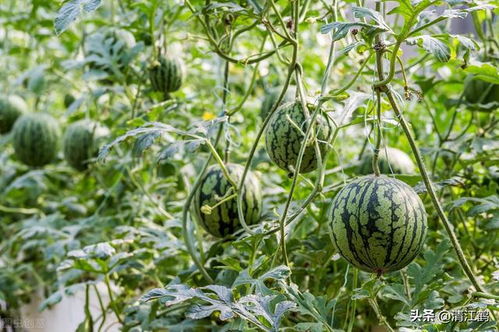 高粱果实的禁忌事项