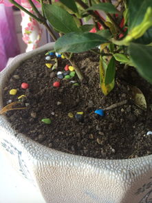 栀子花叶子黄，是土壤缺水吗
