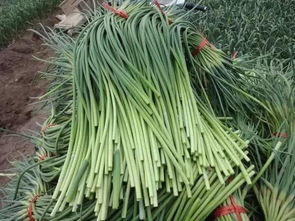 蒜苔保鲜技巧：中后期防霉妙招大公开！