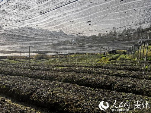 黄秋葵成为原平农民致富新路子，带动当地农业发展