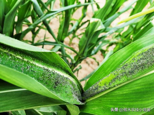 二、 蚜虫防治小窍门，轻松解决烦恼