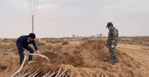 小苗埋土， 落叶类要注意