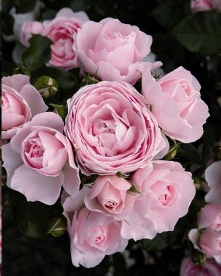 休眠期用不用石硫合剂？