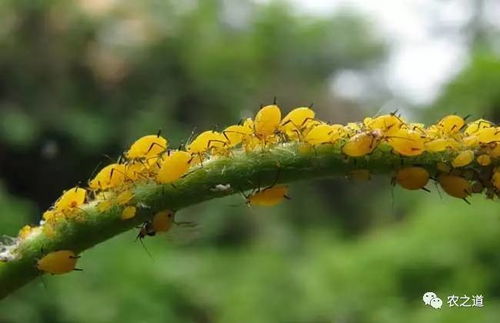 如何有效清除扶桑花上的虫害？防治方法有哪些