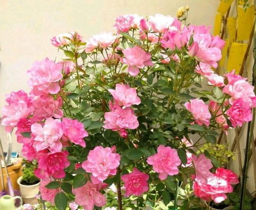 种植季节的选择