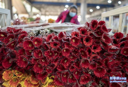 花海中的玫瑰， 价格稳定又迷人