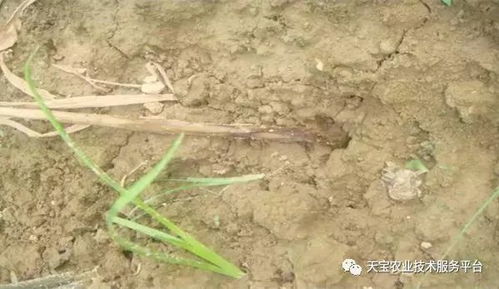 大姜病虫害防治，关注姜田常见病害及虫害