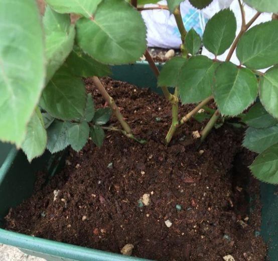 五、施肥与换盆