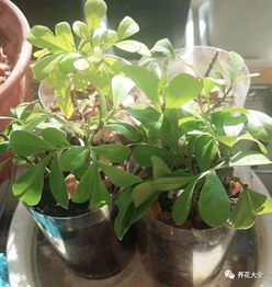 视频教程：手把手教你扦插