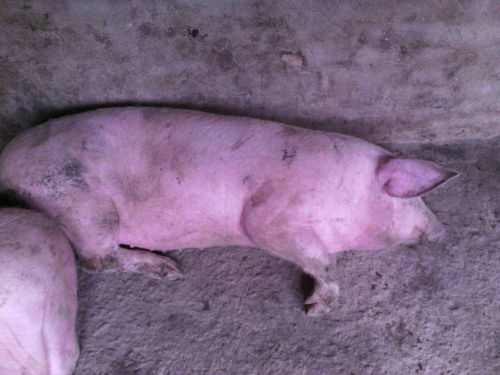 猪皮肤发红发紫，是猪瘟、链球菌、丹毒还是附红体引起的？