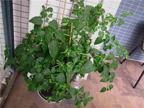 仙人掌：招财小嫩手