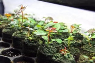 植物扦插时土壤配比中泥炭土、珍珠岩和河沙各占多少比例最适宜