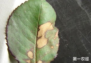 月季霜霉病的奥秘：揭秘其发病原因及防治技巧