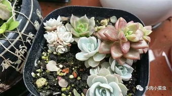 叶背喷药有妙招