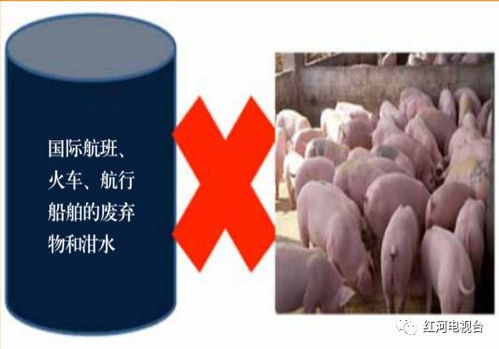 非洲猪瘟病毒在饲料中能存活多久？其稳定性如何