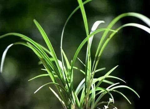 兰花种植，杀菌剂选哪一种？高锰酸钾与多菌灵大对决嗯！