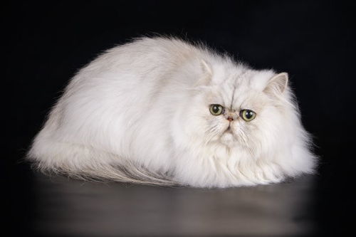 猫饲料性价比高的品牌有哪些？新手如何选择？
