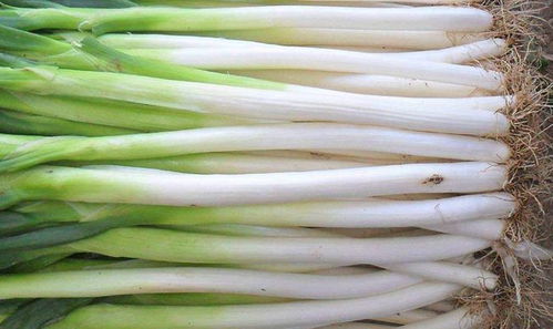 大葱：春天的调味佳品