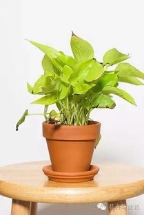 边缘或半荫处的植物选择