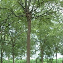 国槐苗子养护入门