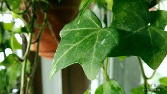 观叶植物的价值， 大自然的守护者