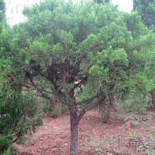 地域差价玄机与采购量级秘籍