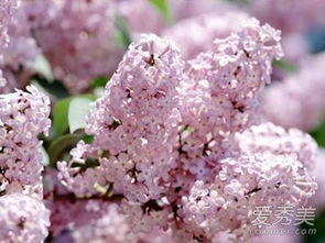 紫丁香花为何被赋予神秘之美，它的寓意与象征意义究竟有何独特之处