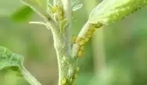 噻虫嗪对飞虱和蚜虫有效，噻虫嗪高氯氟菊酯能防治哪些虫害？使用时有哪些注意事项？