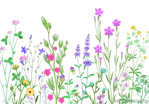 植物百科中的自然之美捕捉之道