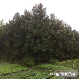 比比哪个梗实惠