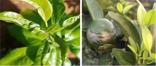 防治黄瓜端大蓟马，黄瓜的守护神