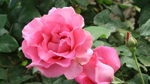 土壤选择彳艮重要