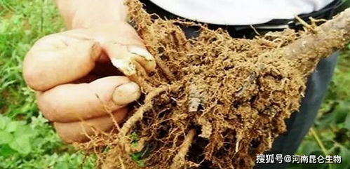 第一步：先别急着浇水