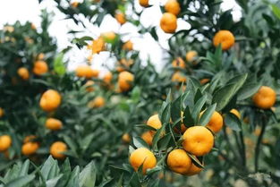 砂糖桔，清甜可口