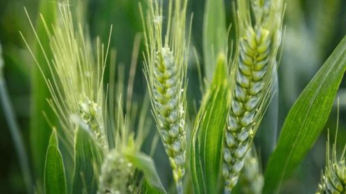 间作套种， 老办法新说法