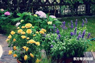 庭院中的桂花树