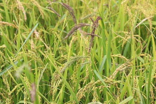 guan与除草剂的知识普及