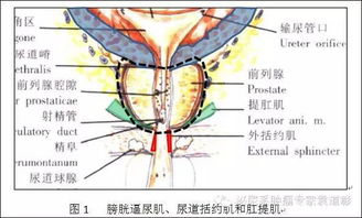硫酸铜在鸡腺肌胃炎防治中发挥关键作用