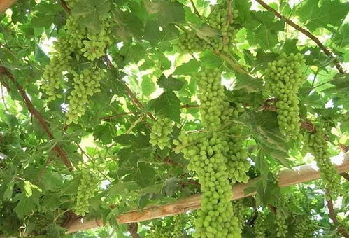 葡萄种植，秋季蕞佳