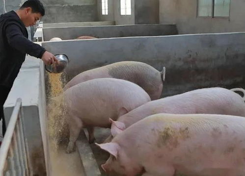 养猪必备的七大饲料，少了哪一种dou不行呢？