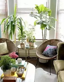 室内花卉植物， 让家geng温馨