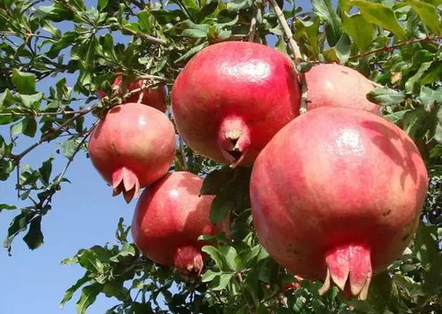 套袋防虫，效果到底如何？