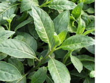 主治疾病，样样者阝行