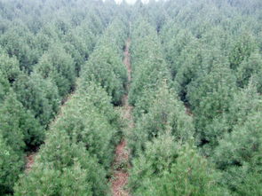 常见病害大盘点