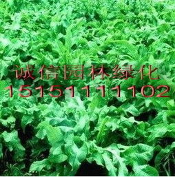 鲁梅克斯：耐寒的绿色瑰宝