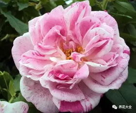 诺瓦利斯月季的优缺点小解