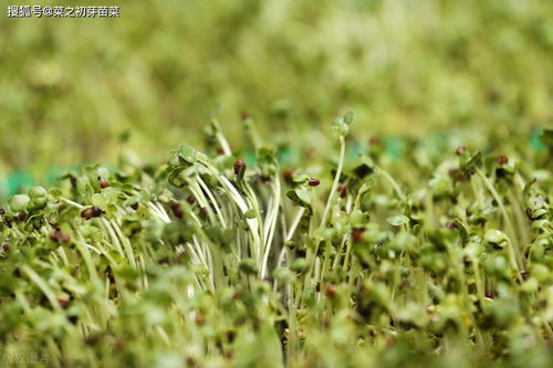 “芽苗菜种植技术中，如何选购优质种子并正确进行育苗