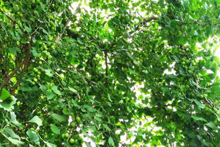 石家庄王大姐的浇水量教训