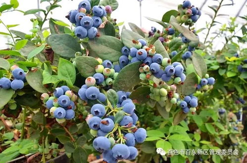 蓝莓家庭种植时如何选择合适的栽种方法和技术以确保蓝莓健康生长